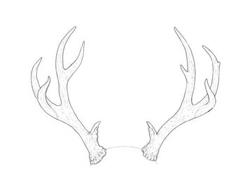 How to Draw Deer Antlers