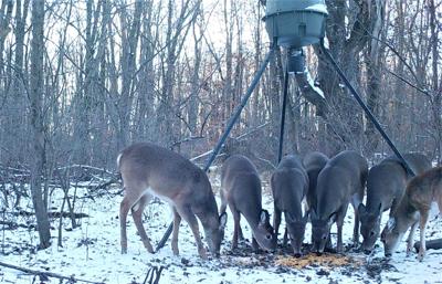 Can You Bait Deer in Pa