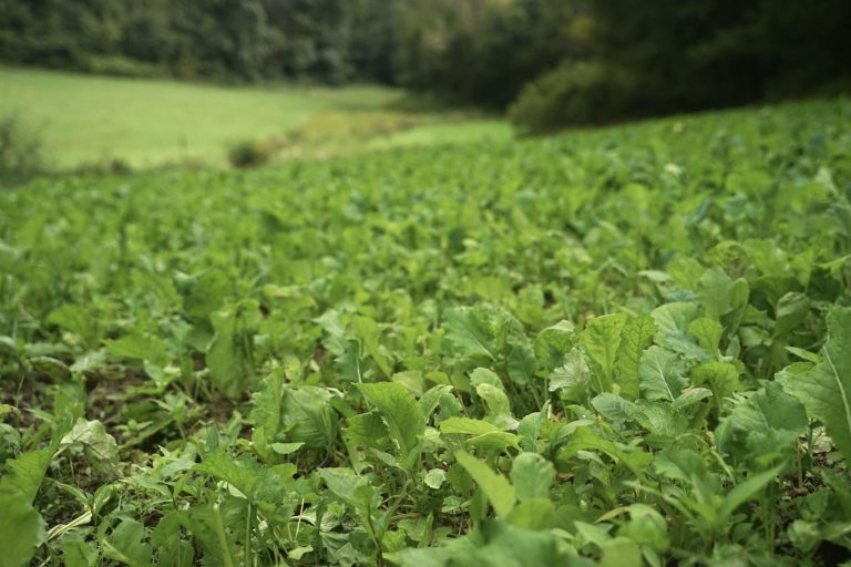 Can You Plant Brassicas And Clover Together