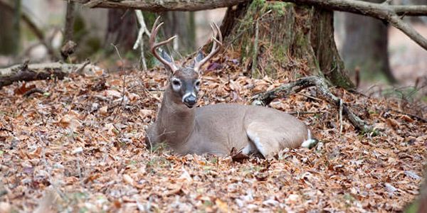 How Much Wind is Too Much for Deer Hunting