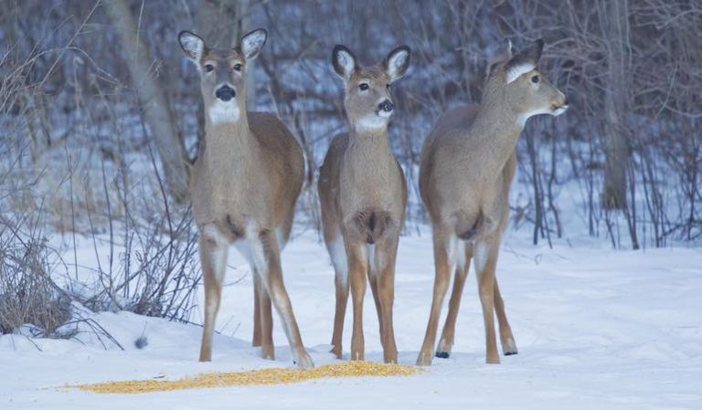 Can You Bait Deer in Kansas