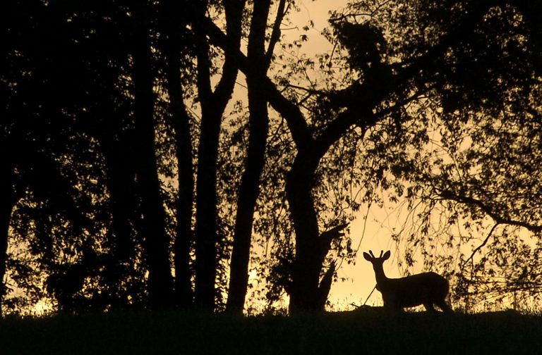 How Long before Sunrise to Get in Deer Stand