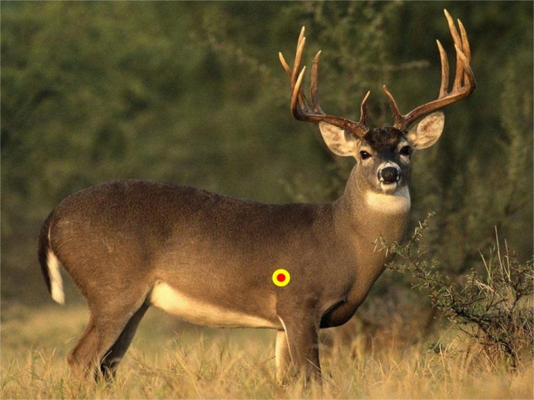 Shooting a Deer With a Crossbow