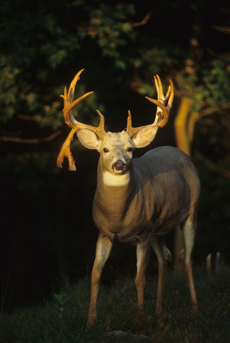 What Causes Drop Tines on Deer