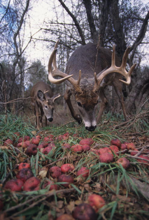 How Far Can Deer Smell Apples