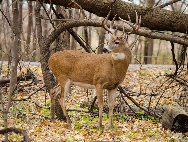 Can You Shoot a Deer That is Eating Your Garden