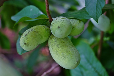 Do Deer Eat Pawpaw Fruit