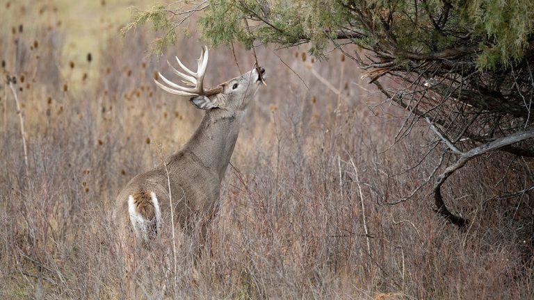 When is the Deer Rut in Oklahoma