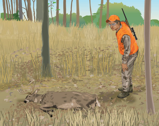 How Should a Downed Deer Be Approached