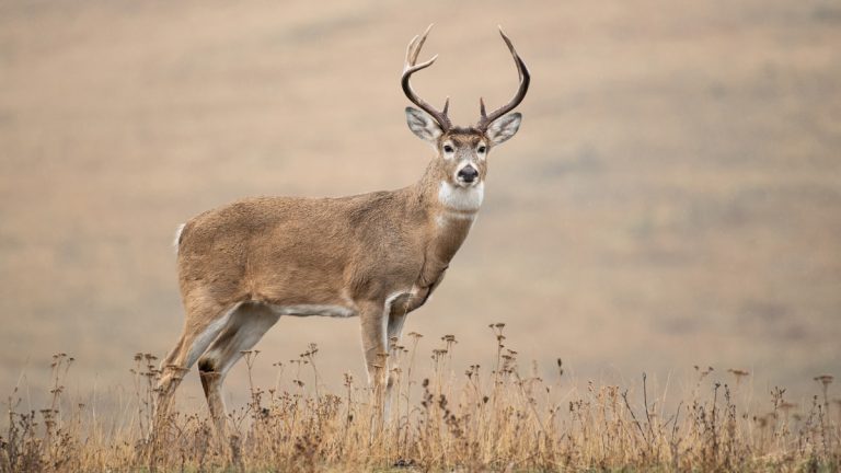 How Long Can a Deer Live With One Lung