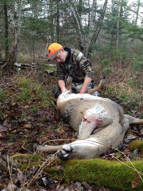 Guide to Field Dressing a Deer