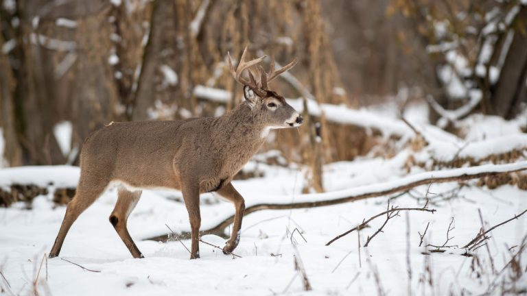 How to Track Deer