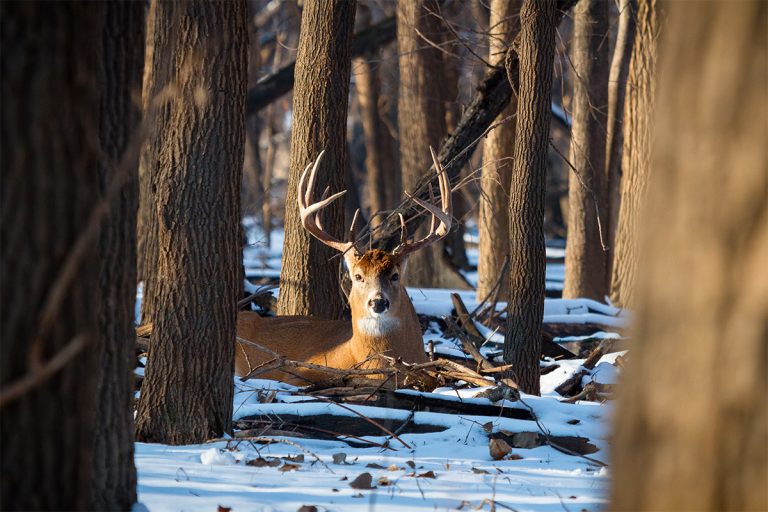 Post-Season Deer Scouting Tips