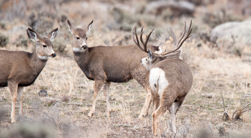 Mule Deer Rut in New Mexico