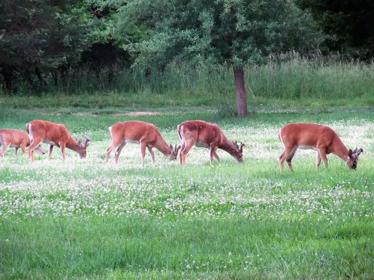 Red or White Clover for Deer