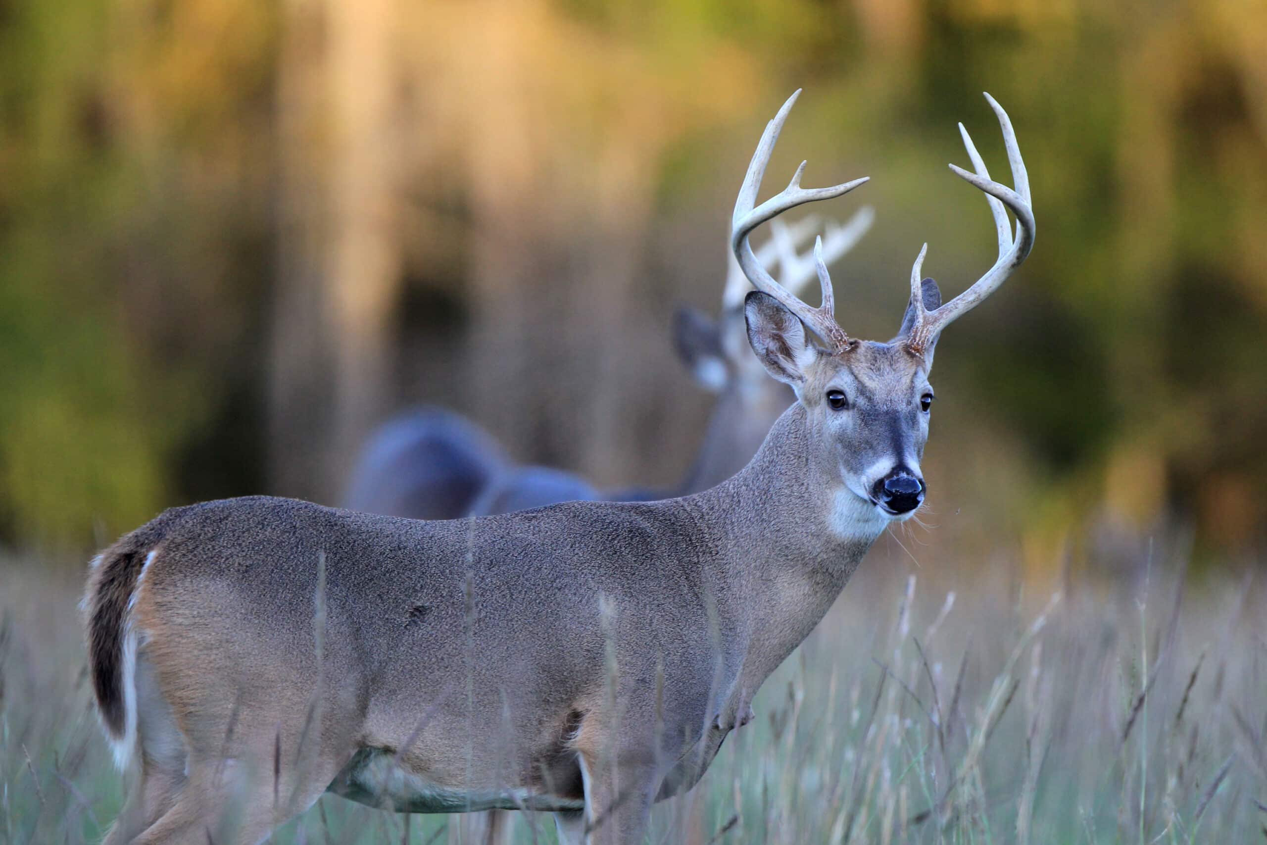 Arkansas Deer Hunting Season