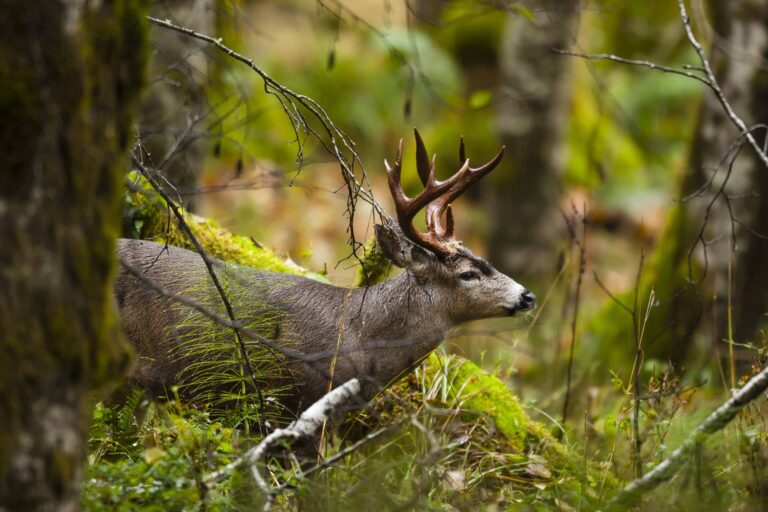 Blacktail Deer Hunting Tips