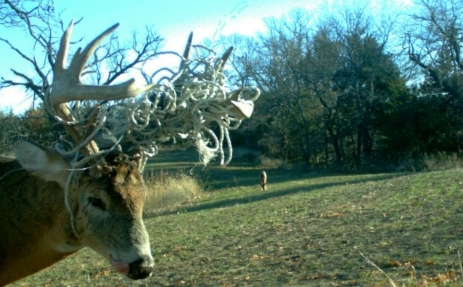 Deer Hunting Food Plots