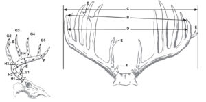 How Score Deer Antlers: Expert Tips for Accurate Measuring - The Deer ...