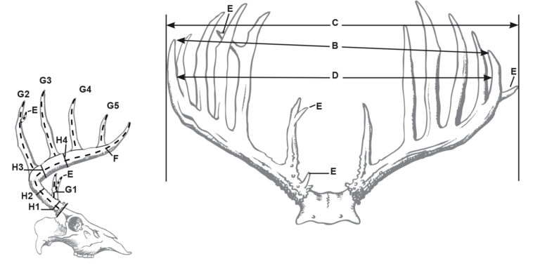 How Score Deer Antlers