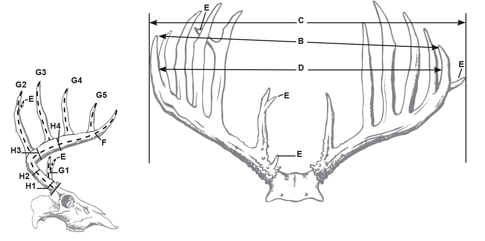 How Score Deer Antlers