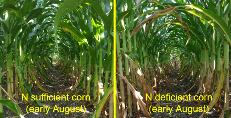 Nitrogen Fertilizer for Corn