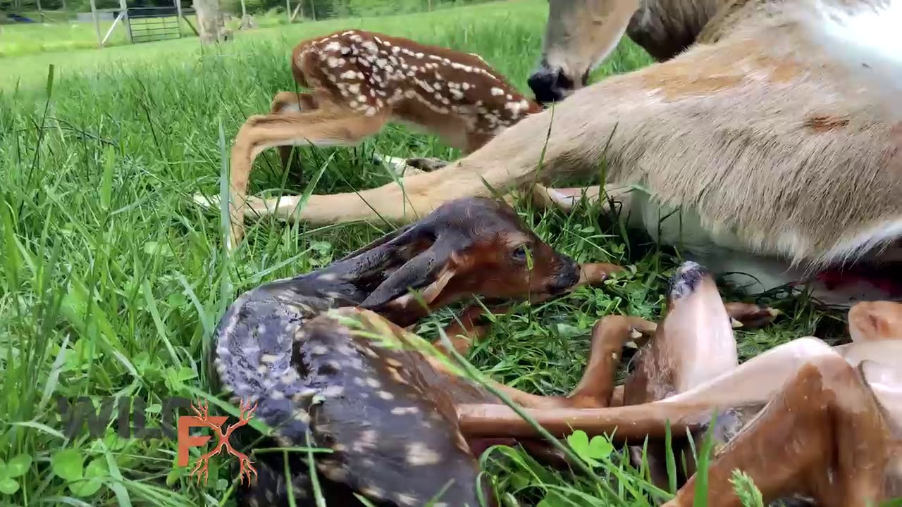 What Time of Day Do Deer Give Birth