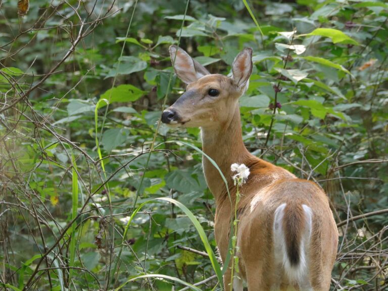 White Tail Deer Doe