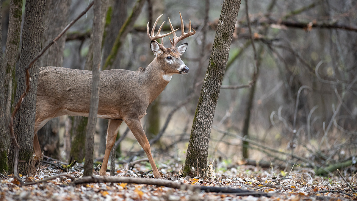 Whitetail Deer Hunting Season