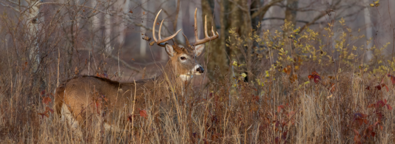 Wi Deer Hunting Season