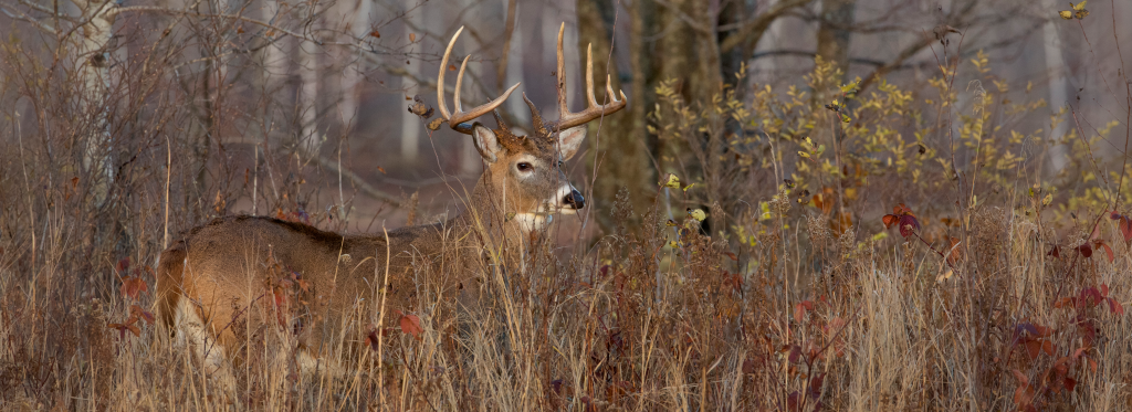 Wi Deer Hunting Season