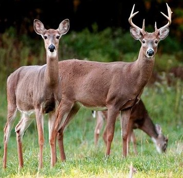 Are There Whitetail Deer in California