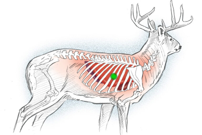 Arrow Placement on Whitetail Deer