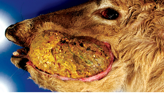 Arterial Worms in Whitetail Deer