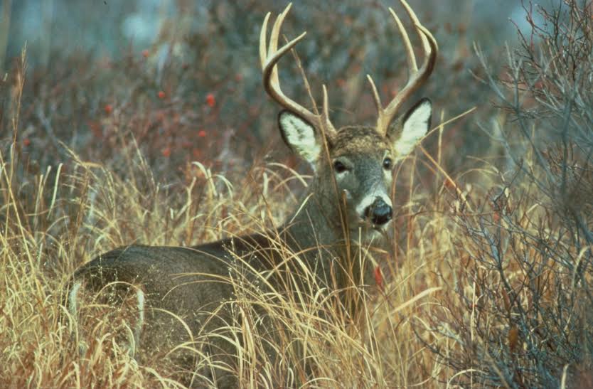 Average Lifespan of a Whitetail Deer