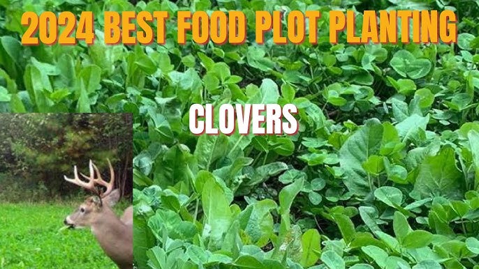 Best Clover for Whitetail Deer