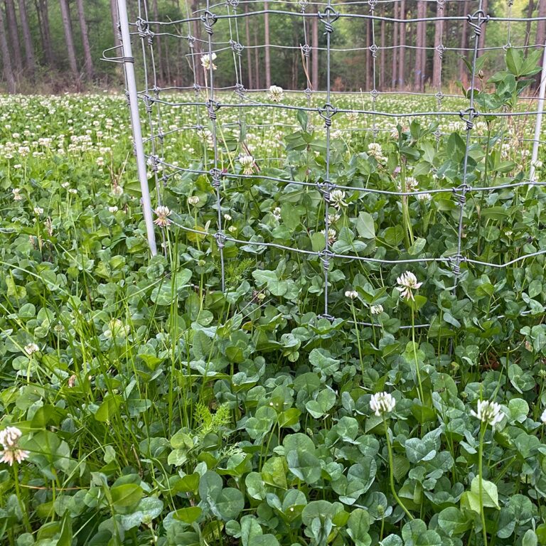 Best Perennial Clover for Deer