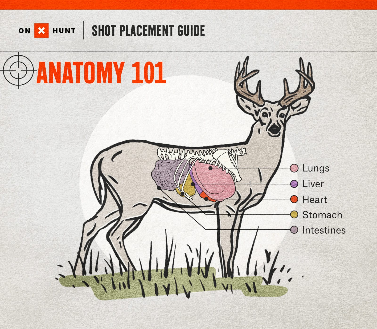 Best Shot Placement for Whitetail Deer