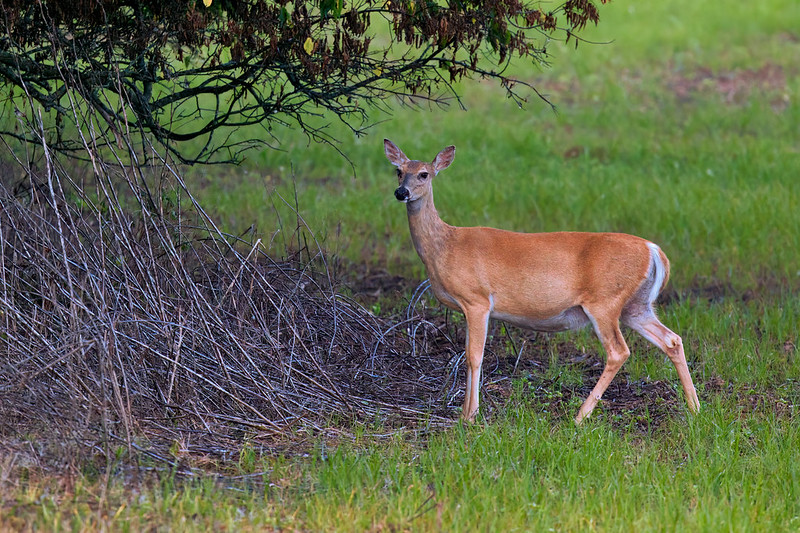 Deer Behavior before Giving Birth