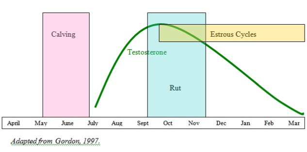 Deer Gestation Period in Days