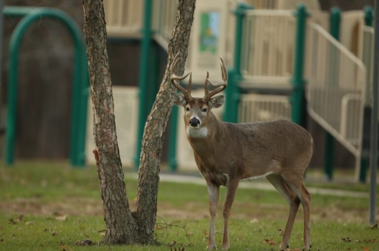 Deer in Chicago