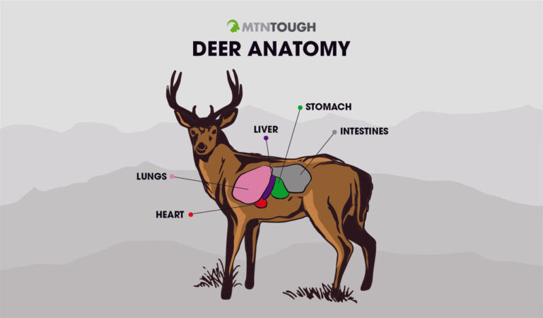 Deer Lung Shot Location