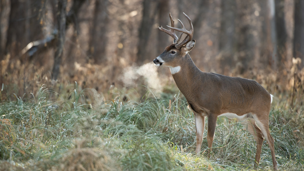 Deer Movement on Cold Days