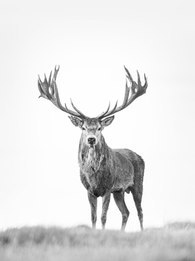 Deer Pictures in Black And White