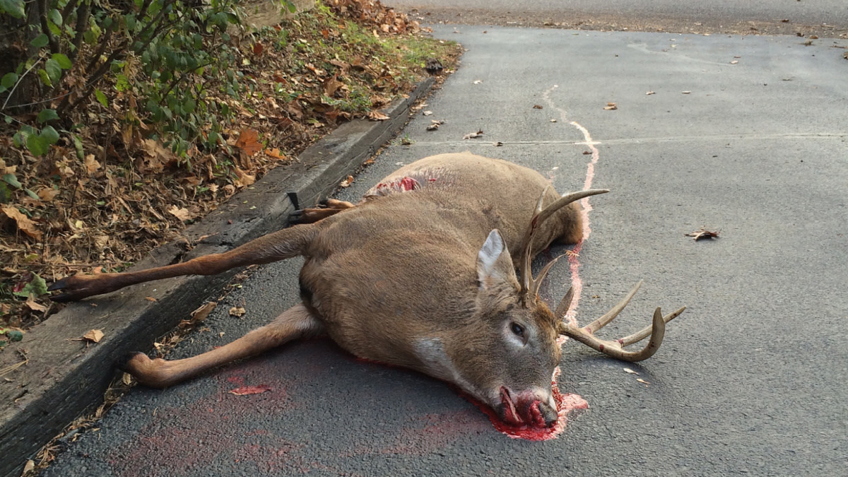 Do Deer Die As Soon As They Get Hit