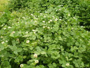 Do Deer Like White Clover