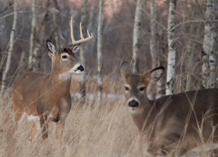 Do Whitetail Deer Shed Their Antlers