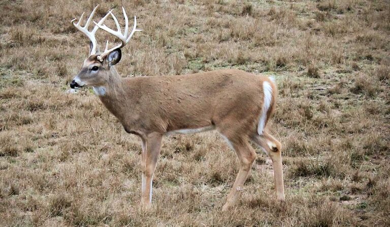 Does Wind Affect Deer Movement