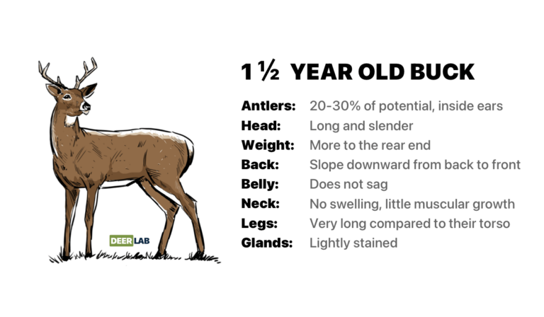 How Can You Tell How Old a Whitetail Deer is