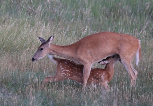 How Long Does a Whitetail Deer Stay Pregnant